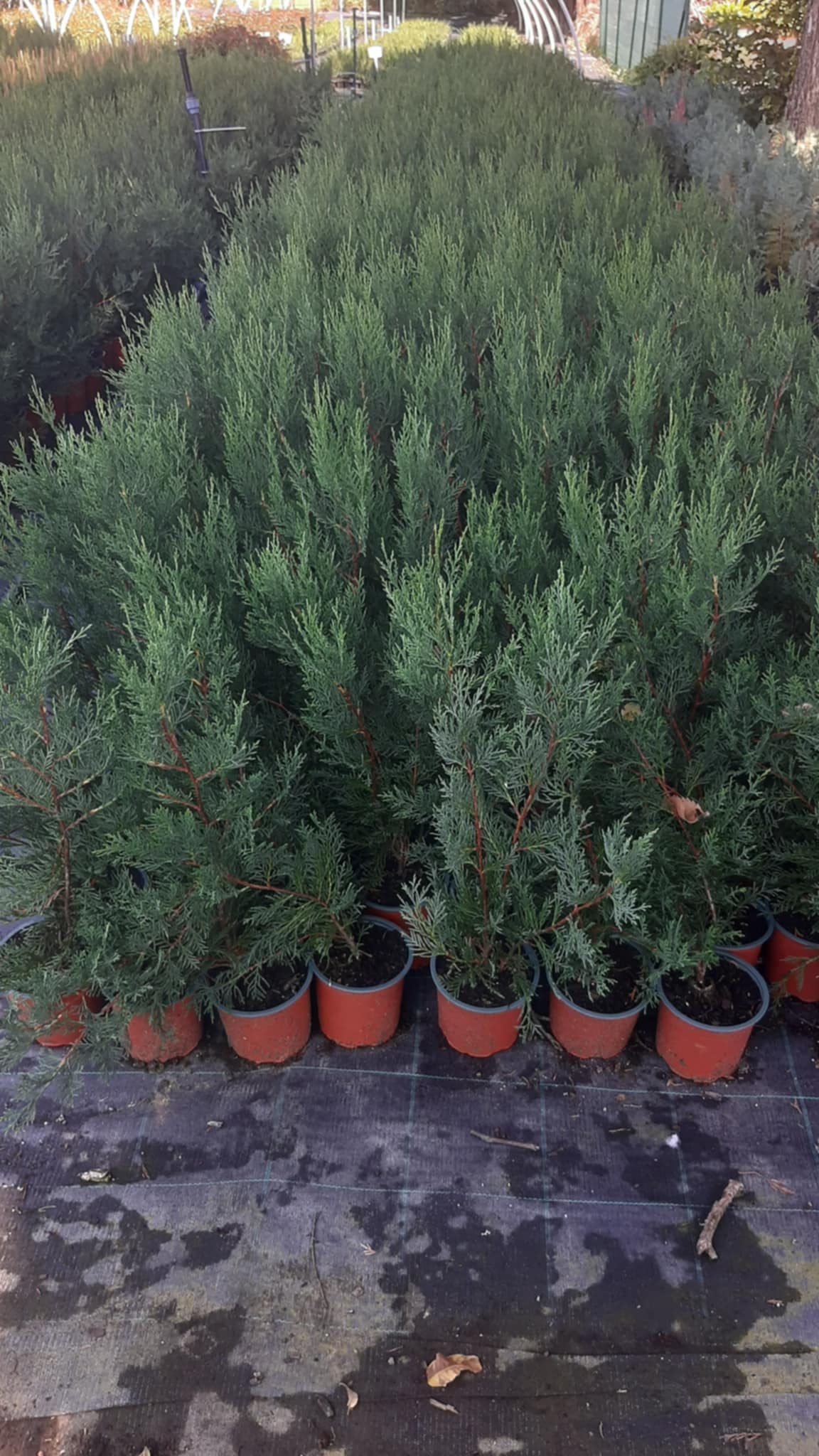 Schnell wachsende Leyland-Zypresse 2001 für schmale Gartenhecken