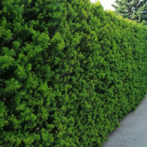 Eibe Hillii dichte immergrüne Hecke mit kompakter, säulenförmiger Wuchsform