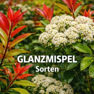 Glanzmispel-Sorten