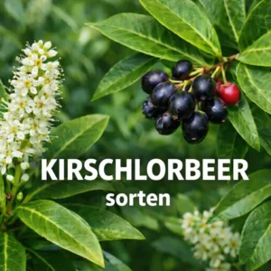 Kirschlorbeer-Sorten