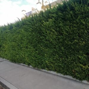 Leyland-Zypresse als dichte immergrüne Hecke entlang eines Gartenzauns