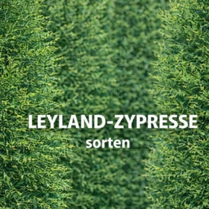 Leyland-Zypressen-Sorten