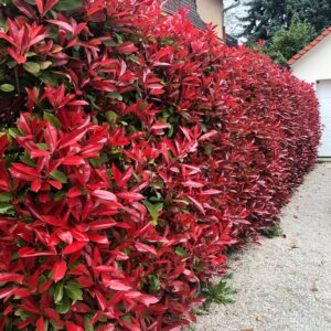 Glanzmispel Red Robin Hecke mit leuchtend roten jungen Trieben und dichtem, immergrünem Laub.