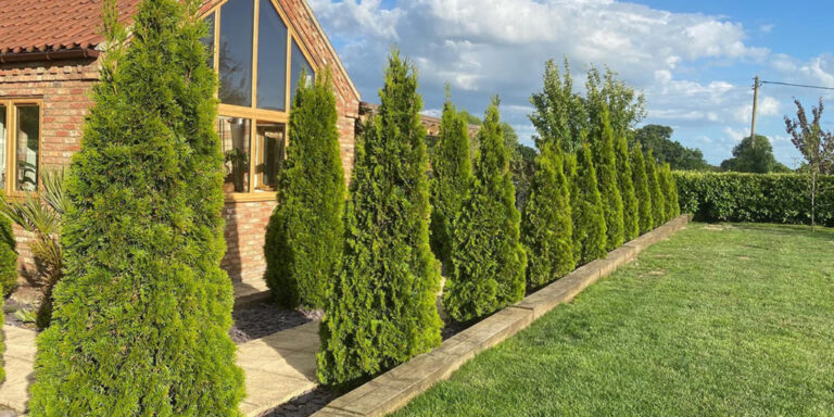 Wie Pflanzen richtig auswählen? Tipps zu Standort, Boden, Qualität und Kauf – für gesunde, langlebige Gartenpflanzen.