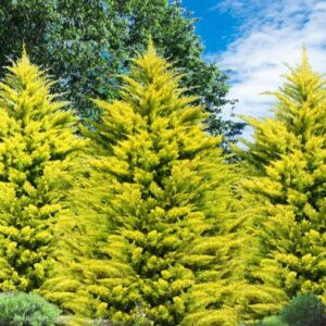 Gelbe Leyland-Zypresse (Castlewellan Gold) mit goldgelbem Nadelwerk als dekorative immergrüne Heckenpflanze im Garten.