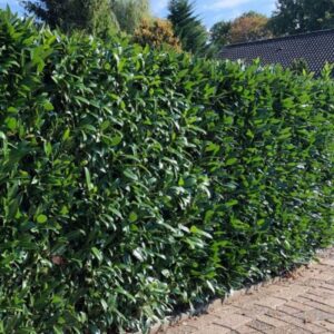 Kirschlorbeer Caucasica immergrüne Hecke mit dichten dunkelgrünen Blättern