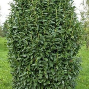 Kirschlorbeer Genolia als schmale, säulenförmige immergrüne Heckenpflanze im Garten