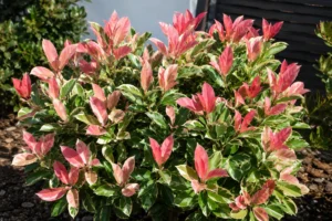 Photinia Louise mit rosa-rotem Austrieb und cremefarben panaschierten Blättern im Garten