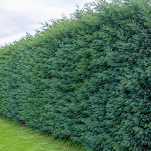 Leylandi Blue Jeans Sichtschutzhecke