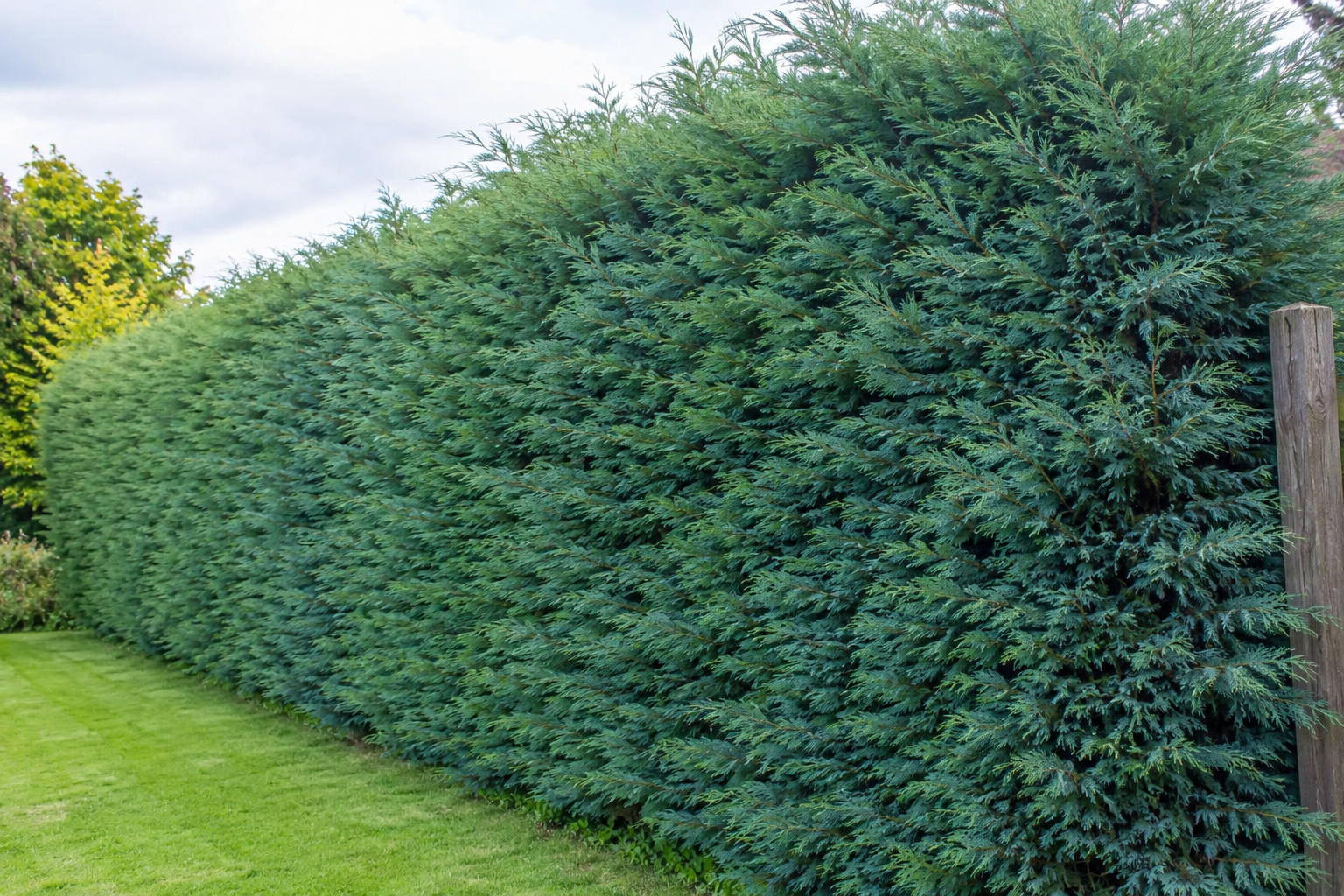 Leylandi Blue Jeans Sichtschutzhecke